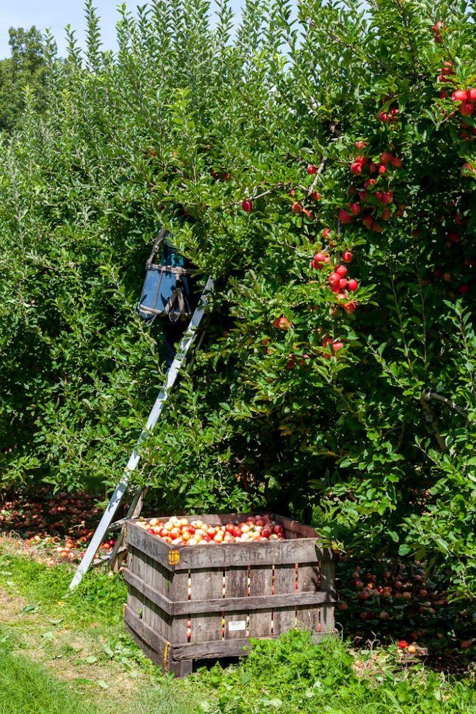 Vibrant apple orchard during harvest season in NC, showcasing fresh red apples and a wooden crate.