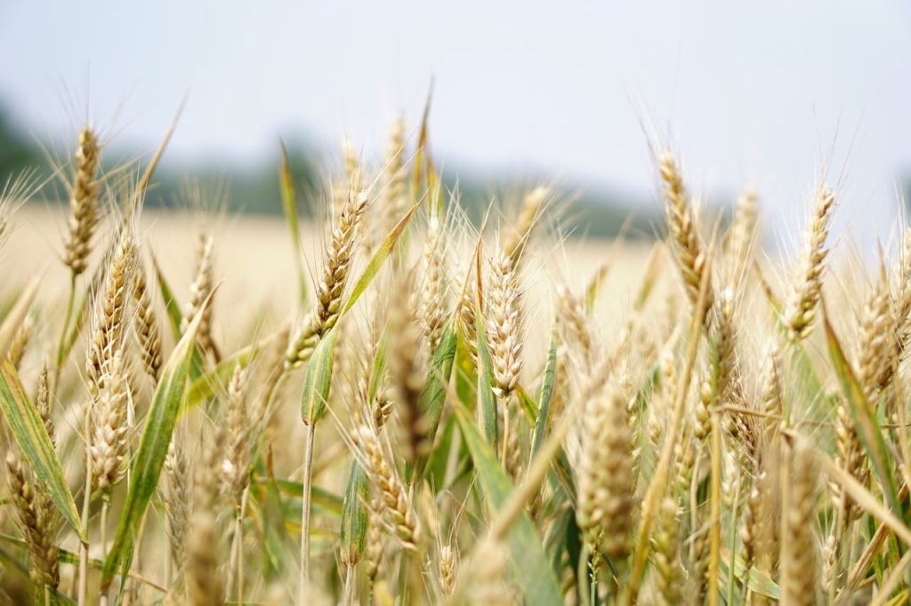 Close-up of a wheat field under a bright summer sky, perfect for agriculture and landscape themes.